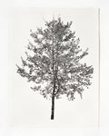 Gingko
