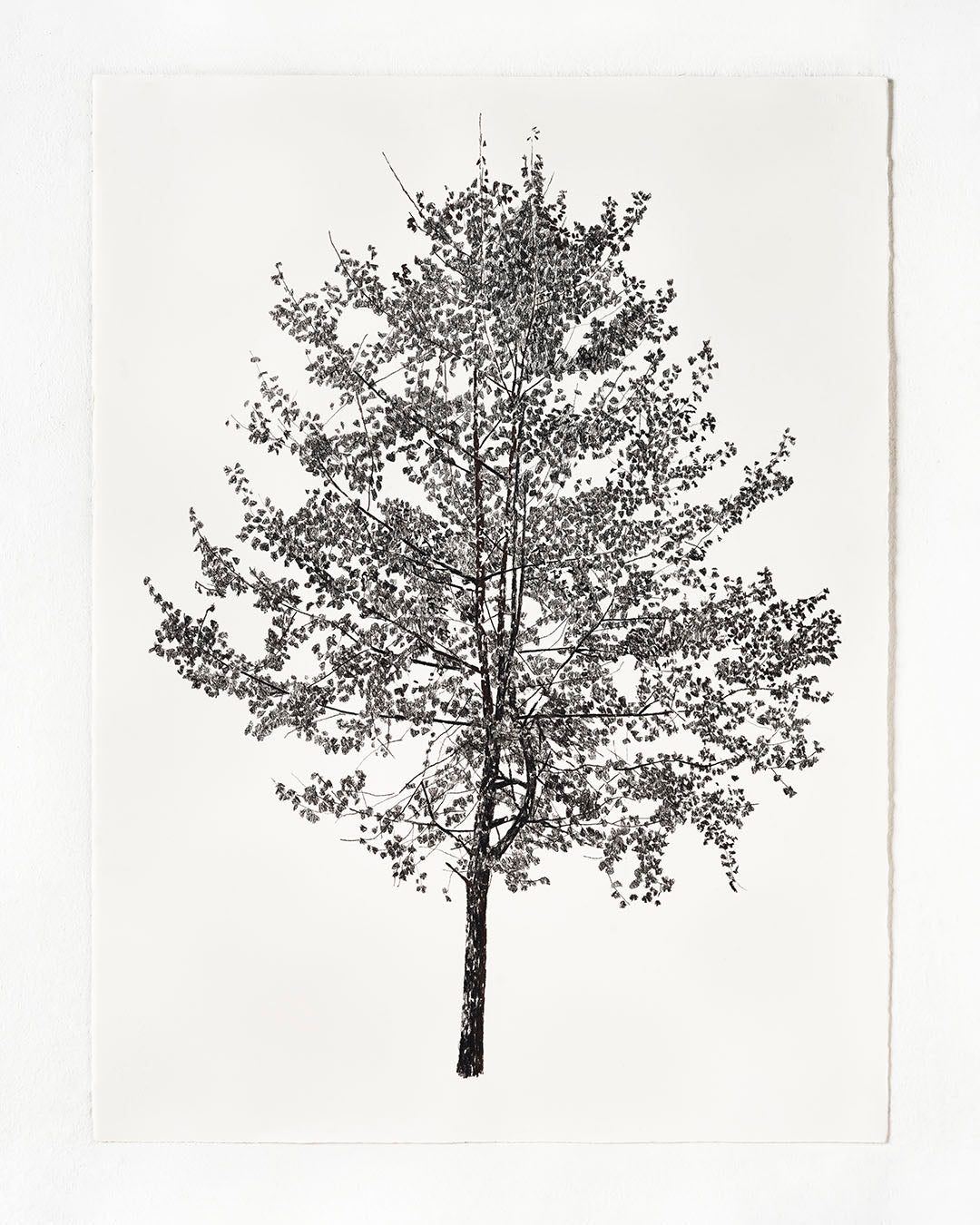 Gingko